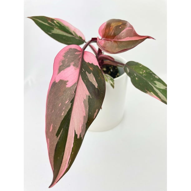 Philodendron Pink - Walmart.com