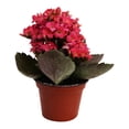 thumbnail image 3 of kalanchoe mini 3 pulgadas, 3 of 5