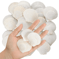 thumbnail image 1 of 40 Conchas de Vieira Naturales de 1,4 A 2,4 Pulgadas, Pequeñas Conchas de Mar Blancas para Manualidades, Conchas de Mar Reales A Granel, 1 of 5