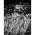 thumbnail image 2 of Scott Larson 26x32 Gallery Wrapped Canvas Wall Art Titled - Vineyard I, 2 of 4