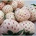 thumbnail image 3 of Plantes d'Ananas Carolina Blanches - 50 Racines - Bareroot - Saveur Ananas/fraise, 3 of 4