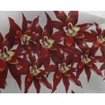 thumbnail image 4 of oneOone Georgette Viscose Fabric Flower Artistic Print Sewing Fabric BTY 42 Inch Wide, 4 of 4
