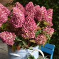 thumbnail image 3 of Dragon Baby&trade; Hardy Hydrangea, 3 of 8