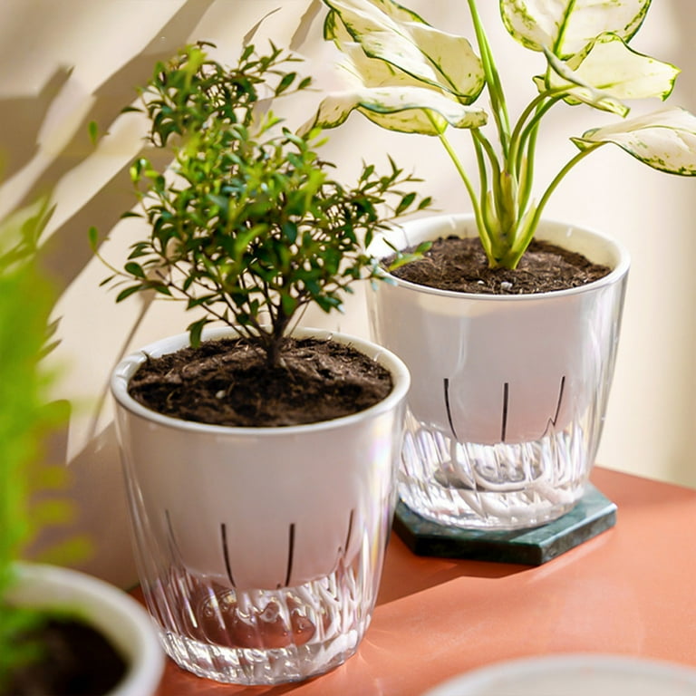 buy a bonsai tree AVERGO Bonsai Tree Kit Deluxe - 5X Unique Japanese Bonzai Trees main image 0