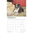 thumbnail image 4 of American Pit Bull Terriers | 2026 14x24" (Hanging) Wall Calendar | Plastic-Free, 4 of 9