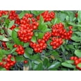 thumbnail image 2 of 25 SCARLET FIRETHORN Pyracantha Coccinea Bush Shrub Flower Seeds, 2 of 5