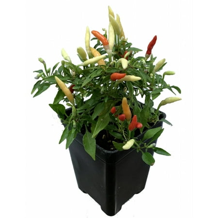 Fire Pepper Plant - World's Smallest Pepper - Tasty - 2.5