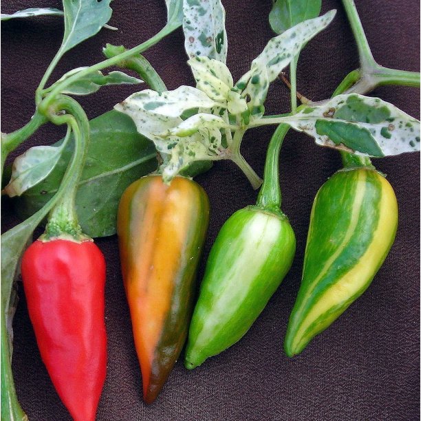 Rare Fish Pepper Plant Hottest Striped Pepper in the Rare Fish Pepper Plant Hottest Striped Pepper in the