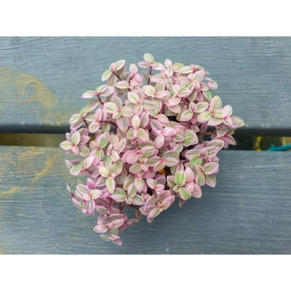 5 Pink Lady Succulent Plant Cuttings (Unrooted) - Callisia Repens - 2-3 Inches Long