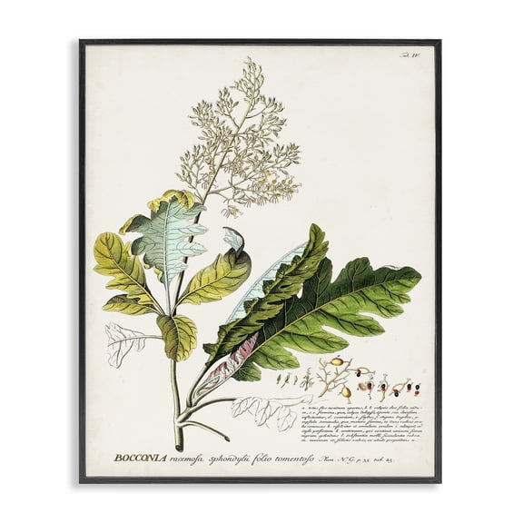 Stupell Industries Rustic Lodge Vintage Botanical Plant Illustration Black Framed Giclee Art, 11 x 14, by Unknown Artist
