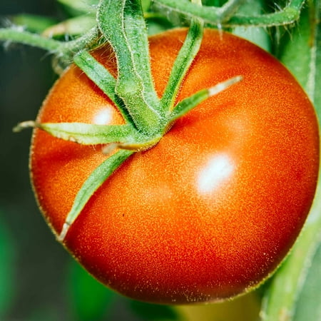 Tomato Garden Seeds - Bonny Best - 0.25 Oz - Non-GMO, Heirloom Vegetable Gardening (Best Tomato Plants For Zone 7)