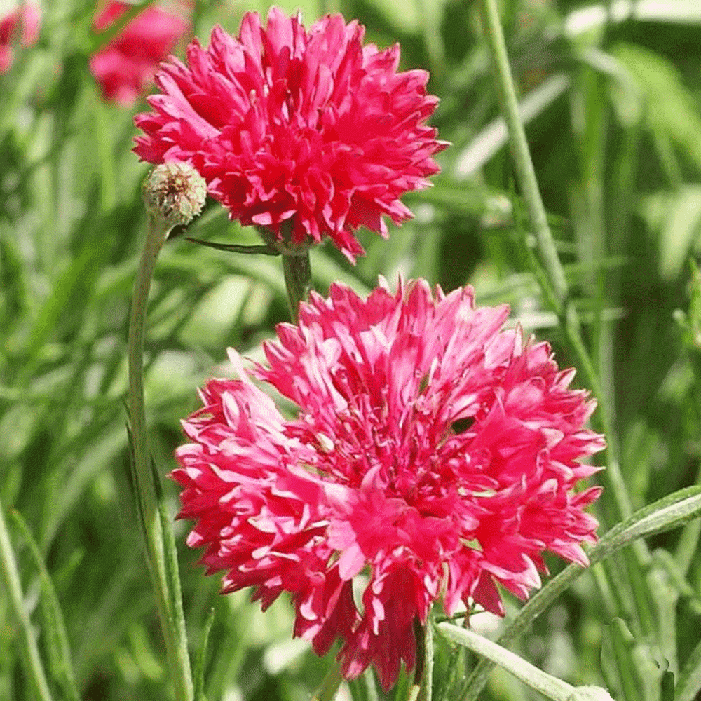 васильки красные фото. василек крупноголовчатый centaurea dealbata (rose-pink). василёк донской. василек ред бол красный. василек вишневая корона.