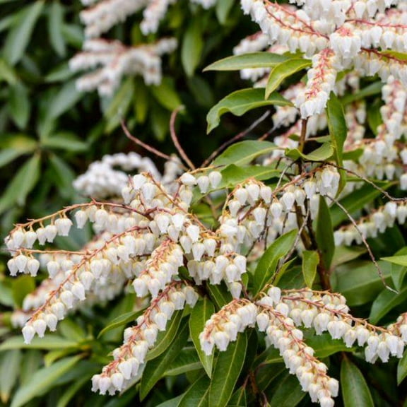 Brouwer's Beauty Japanese Andromeda-Compact Evergreen Shrub for Gardens  15/18" h, 15/18" w 3 Gallon