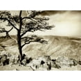 thumbnail image 2 of Hausenflock, Alan 14x12 White Modern Wood Framed Museum Art Print Titled - Lone Pine II, 2 of 4