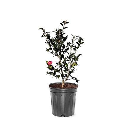 Expert Gardener 1-2 ft. tall Sasanqua'Kanjiro' Camellia Tree in 3- Gallon Grower Pot