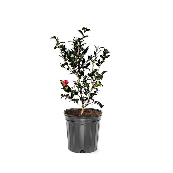 Expert Gardener 1-2 ft. tall Sasanqua'Kanjiro' Camellia Tree in 3- Gallon Grower Pot