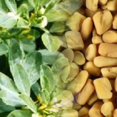 thumbnail image 2 of 300 FENUGREEK Trigonella Foenum Graecum Herb Flower Seeds, 2 of 3