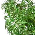 thumbnail image 3 of Aralia Ming Stump Plant Live Plant for Indoor | Different Houseplants in 4'' & 6'' Pot | Real House Plant for Living Room, Office, Desk & Bathroom | Polyscias fruticosa, 3 of 6