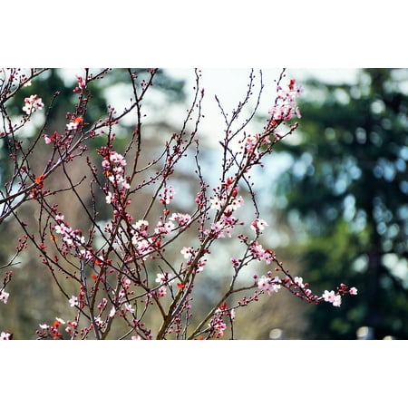 Canvas Print Bc Tree Spring Macro Cherry Blossoms Victoria Stretched Canvas 10 x (Best Of Victoria Bc)