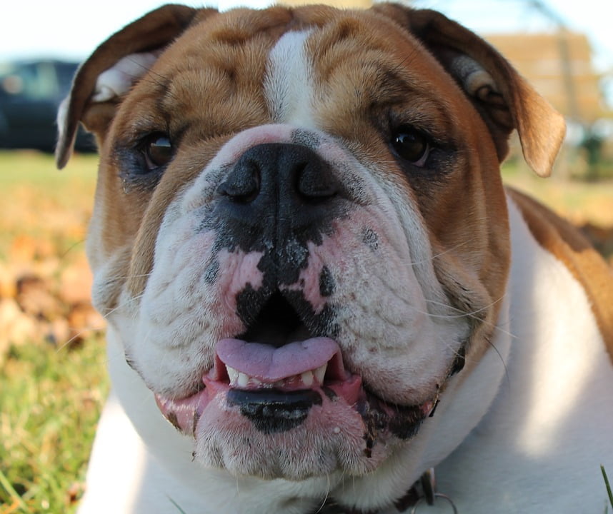 purebred bulldog