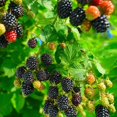 thumbnail image 5 of 2 Chester Blackberry Plants Live, Fruit Berry Bush, 4-7 Inch Tall, 5 of 5