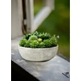 thumbnail image 4 of Serene Spaces Living 7" Echeveria Succulent Mix in Bowl - for Weddings and Home Décor, Real Looking Succulent for Decoration, Single, 4 of 6