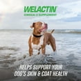 thumbnail image 3 of Nutramax Welactin Daily Omega-3 Supplement For Dogs, Skin & Coat Health Plus Overall Health, 60 Soft Chews, 3 of 10