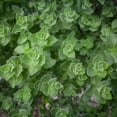 thumbnail image 2 of Oregano Seeds - Drought Tolerant Greek Oregano Herb Xeriscape Herb Garden Plants - 10000 Seeds, 2 of 2