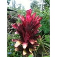 thumbnail image 6 of Hawaiian Live Red Cordyline Fruticosa Ti Leaf Plant Logs - 1 Pk 2 Logs, Full Sun, 6 of 7