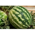 thumbnail image 3 of Plant Good Seed Sweet Dakota Rose Watermelon Seeds: Full Sun Heirloom Annual, Fast Growing Organic, 3 of 6