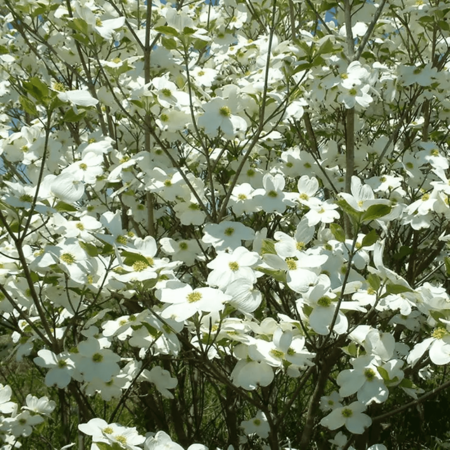 Expert Gardener 2-3' Dogwood Mountain Moon in 1 gal. Grower Pot