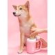 thumbnail image 2 of Suministros de baño de silicona para perros, lavador de pies para patas de cachorros para perros medianos y grandes, artículos esenciales para perros, 2 of 5