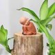 thumbnail image 1 of Adornos de decoración, regalos, decoraciones de festivales, pequeña decoración, monje zen, decoración del hogar, sala de estar, mesa de té, muñeca, departamento de curación, estatua de descompresión d, 1 of 7