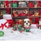 thumbnail image 2 of Pijama para Perro Fitwarm de Terciopelo Navideño para Pequeños Rojo y Verde, 2 of 7
