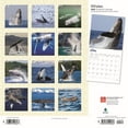 thumbnail image 2 of Whales 2020 Square (Other), 2 of 3