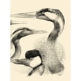 thumbnail image 2 of Vision Studio 25x32 White Modern Wood Framed Museum Art Print Titled - Waterbird Sketchbook I, 2 of 4