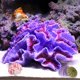thumbnail image 1 of Adornos de coral para acuario, decoración de plantas de pecera, decoración para paisaje de acuario, decoración de coral, coral falso púrpura, 1 of 5