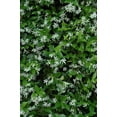 Star Confederate Jasmine I 1 Large Gallon Size Plant I Trachelospermum Jasminoides I Live