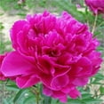 Peony Bulbs, Peony Plants Live,Beautiful Fresh Cut Flowers. MaPeony