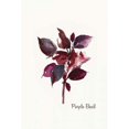 thumbnail image 2 of Purple Basil - Mini Poster Print by Asia Jensen (12 x 18), 2 of 2