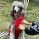 thumbnail image 5 of Adorable ropa para perros, chaleco para mascotas, chaqueta, gato con bolsillo, ropa, trajes, de navidad, festival Colco Chaleco de vestir de cachorro, 5 of 8
