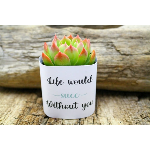 Plants Of Joy Life would succ without you Print Succulent Wraps for Weddings, Baby Shower, and Party Favors. 25 Count Pack.