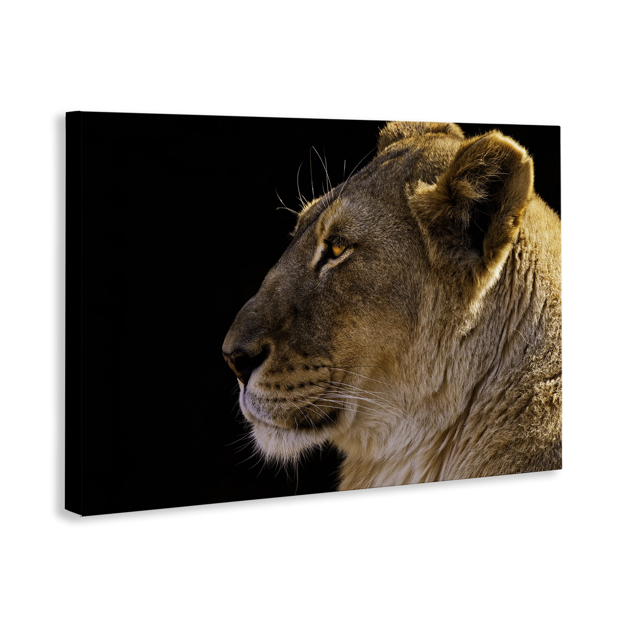 Stupell Industries Fierce Lion Looking Left Animals Photography Wrapped Canvas Art Print Wall Art, 24 x 16