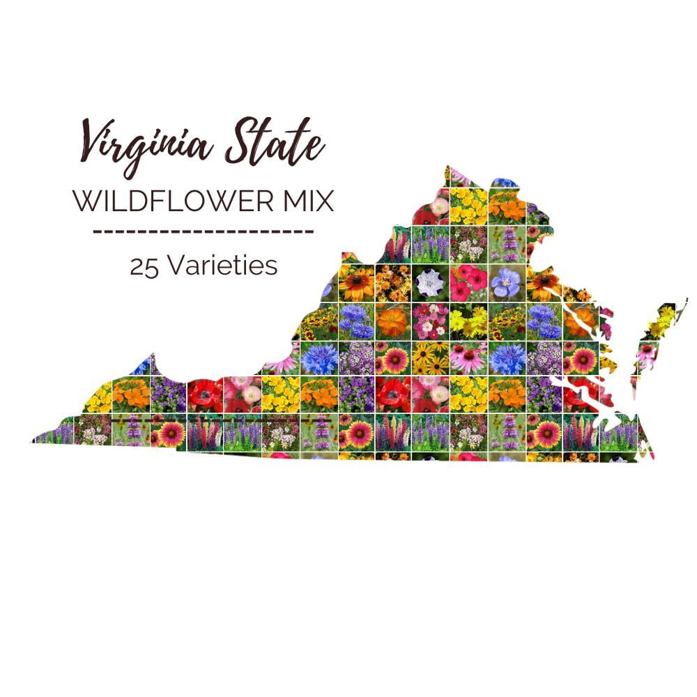Virginia Wildflower Seed Mix 1 Ounce Mixed Wildflower Seeds
