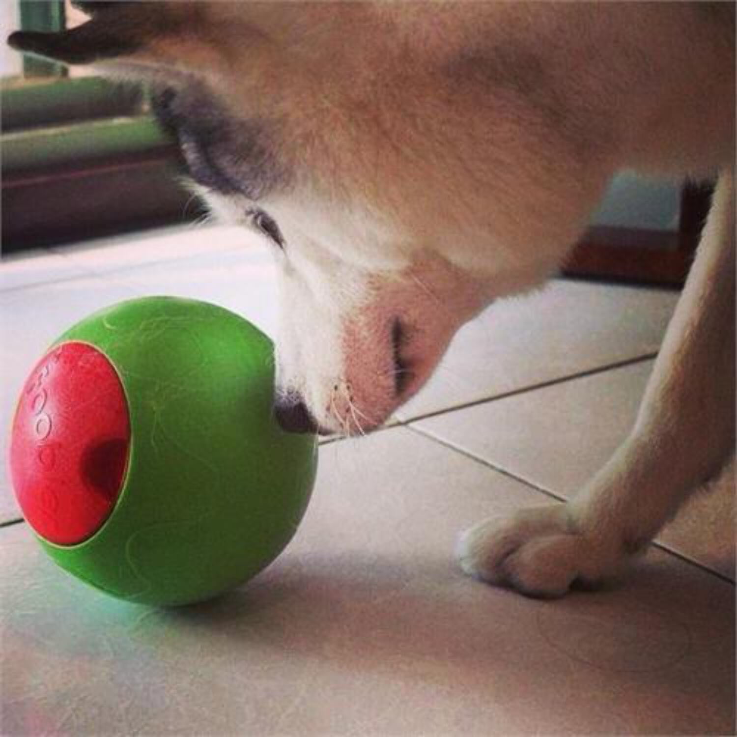 The The Foobler Timed, Self Reloading Puzzle Feeder ball toy for Dogs