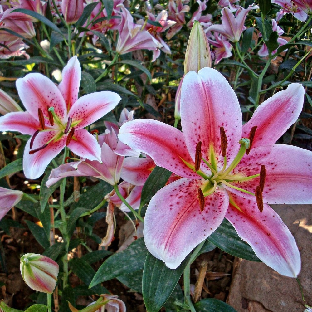 Giant Stargazer Lily Flowers - 12 Bulbs - Attracts Butterflies, Bees ...