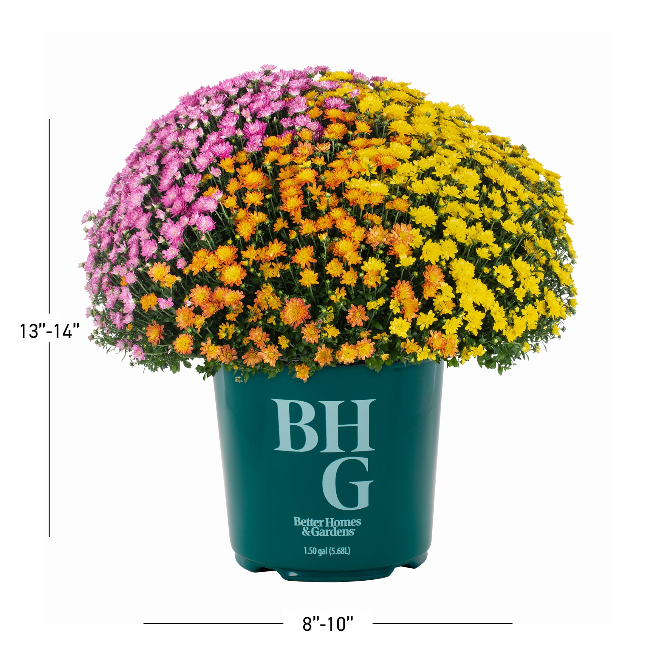 Better Homes & Gardens 14" Orange Purple Yellow Garden Mum Mixed Live Plant in Decorative Planter