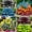 Mix-C, variant on Mixed Hostas Planting-Premium Garden Stakes-Ornamental Home Decoration-Beautiful Gift Garden-Bloom Year After Year-(Non-Artificial)