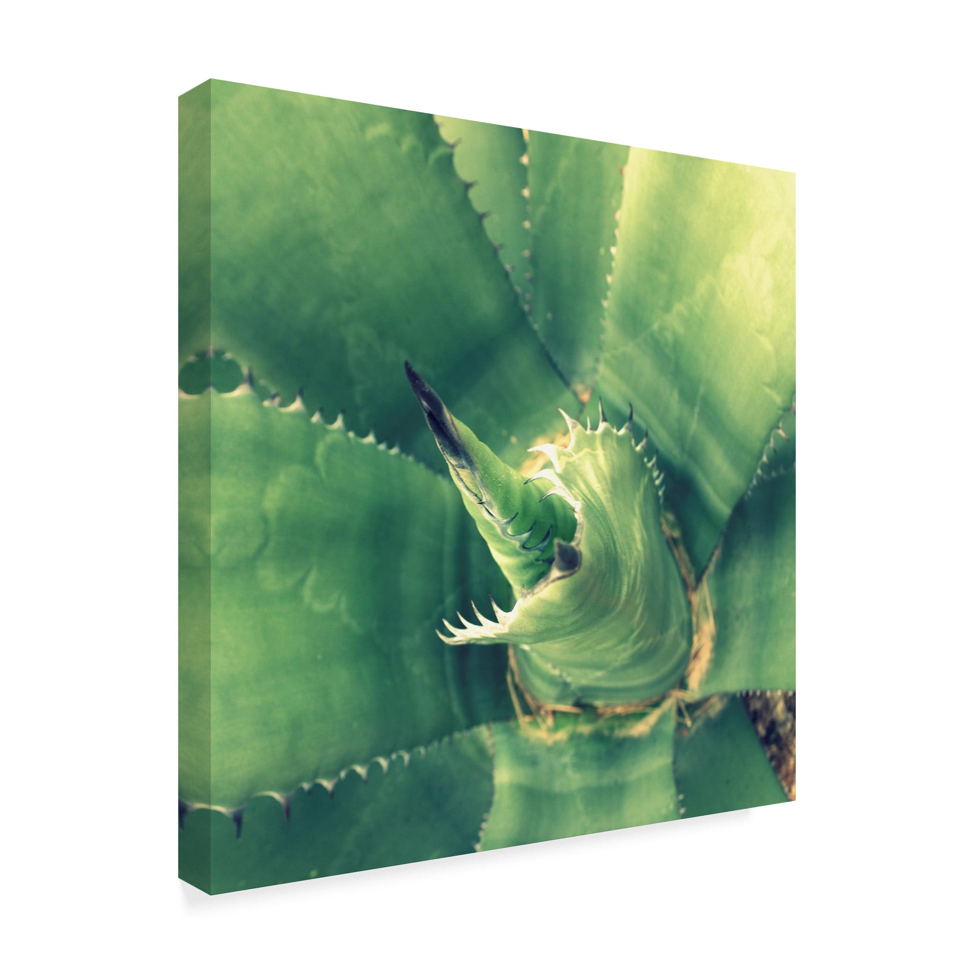 Trademark Fine Art 'Succulent II' Canvas Art by Lillian Bell