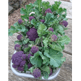 thumbnail image 4 of 150 Seeds Purple Sprouting Broccoli Seeds for Planting, Heirloom Early Winter Broccoli Seeds for Garden, 4 of 6